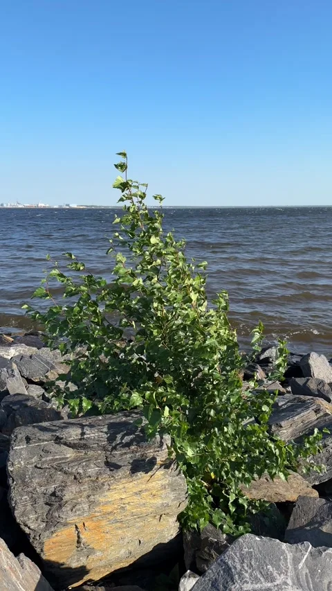 Young birch tree growing on a windy breakwater Stock Footage 317532807