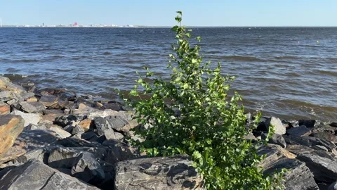 Young birch tree growing on a windy breakwater Stock-Footage 317532891
