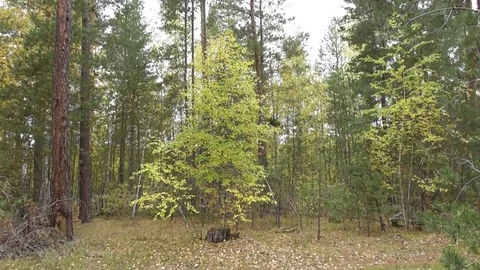 A young birch tree grows from the stump of an old tree Video stock 118804277