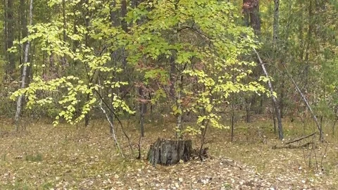 A young birch tree grows from the stump of an old tree in the autumn forest Video stock 118804294