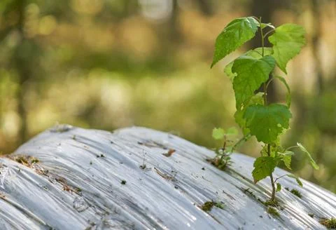 Young birch tree seedling growing through plastic Stock Photos