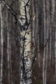 Young Birch Tree With Spring Buds Stock Photos