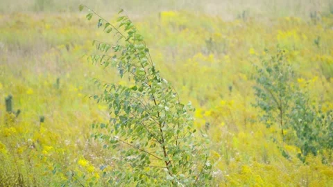 Young Birch Tree Swaying In Wind On Meadow Stock Footage 345983564