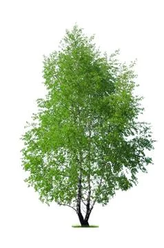 Young birch tree on white Stock Photos