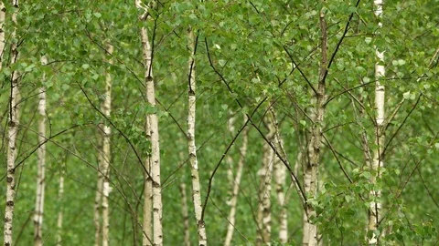 Young birch trees are fluctuate in the Light wind Stock Footage 77307726