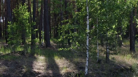 Young birch trees in the forest during sunset with dynamic light Video stock 77101830