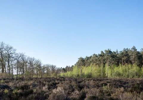 Young birch trees with fresh spring leaves on edge of forest near Leusden a.. Stock Photos
