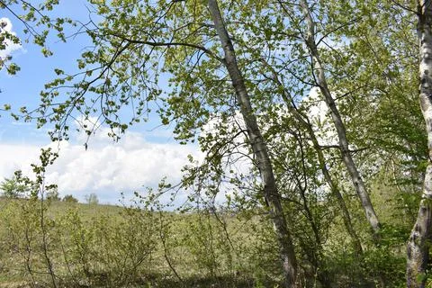 Young birch trees Stock Photos