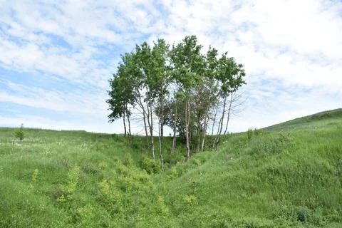 Young birch trees Stock Photos