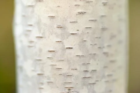 Young birch trunk Stock Photos