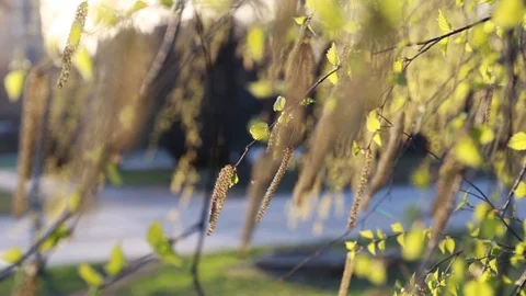Young birch twigs move in the wind. In the background, the setting sun. Tree Stock Footage 112874784