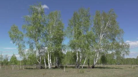 Young birches in spring Stock Photos