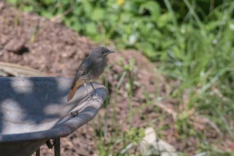 Young bird black redstart perched on a wheelbarrow phoenicurus ochruros Stock Photos