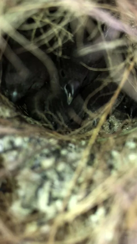 Young Bird Chick Resting in a Natural Nest Among Dry Grass and Twigs Stock Footage 344196259