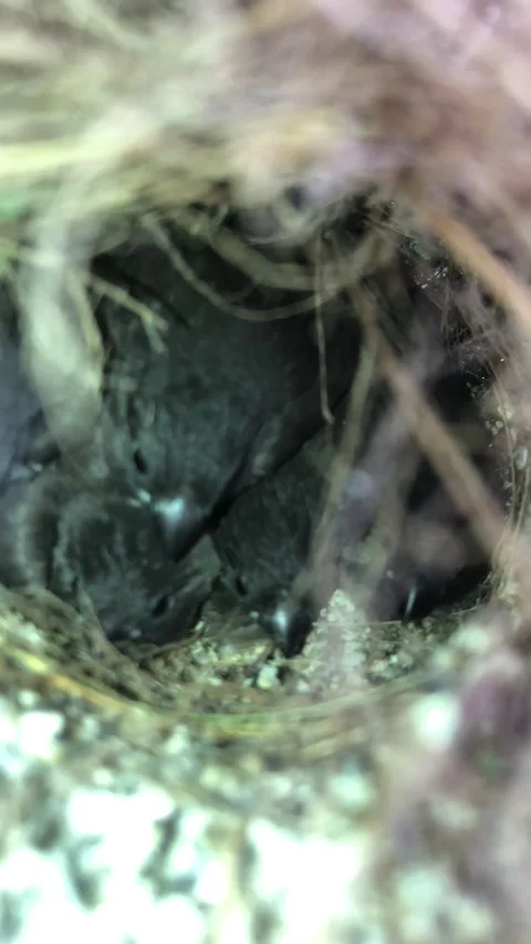 Young Bird Chick Resting in a Natural Nest Among Dry Grass and Twigs Stock Footage 344196539