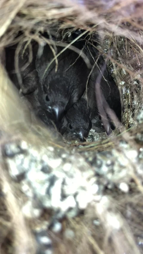 Young Bird Chick Resting in a Natural Nest Among Dry Grass and Twigs Stock Footage 344196923