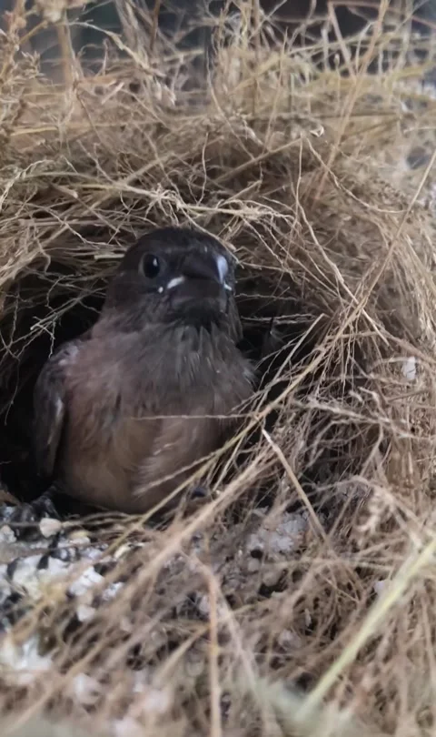 Young Bird Chick Resting in a Natural Nest Among Dry Grass and Twigs Stock Footage 344198120