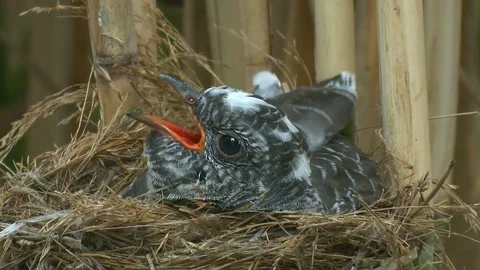 Young bird Common cuckoo asking for food in a nest of Great reed warbler, reeds Video stock 78059555