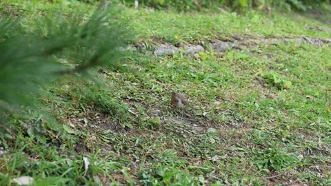 Young bird Erithacus rubecula 스톡 동영상 261564969