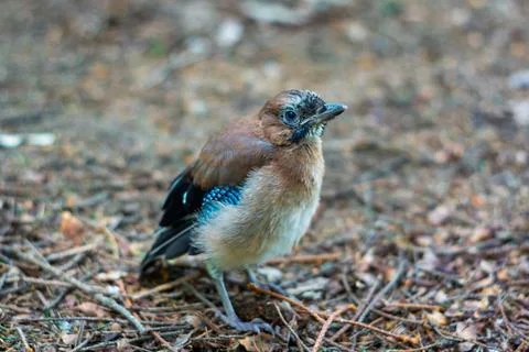 Young bird exploring forest floor on a sunny day in autumn Stock Photos