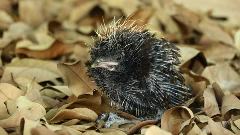 Young bird 스톡 동영상 291301370