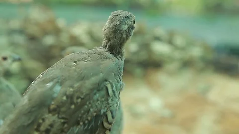 The young bird of the grouse mountain nature Stock Footage 83589321