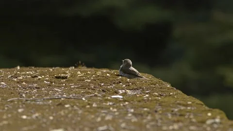 Young bird has a close encounter with a dragonfly. Stock Footage 195375240