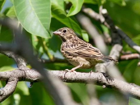 The young bird ortolan sitting deep in the bush. Foto stock
