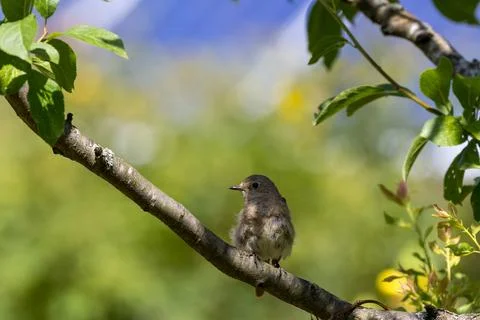 Young bird perching on a tree branch in nature Stock Photos