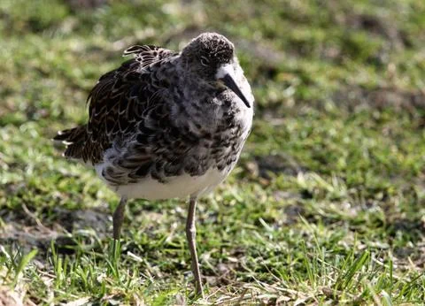 Young bird 스톡 사진