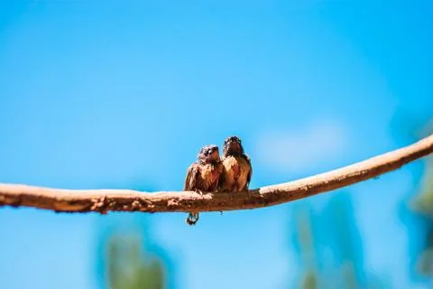 Young bird Stock Photos