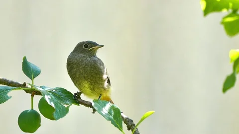 Young bird on plum twig Stock Footage 76807044