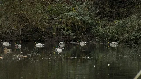 Young bird racing on a pond in between calm mallard ducks, rural Germany, winter Video stock 262236212