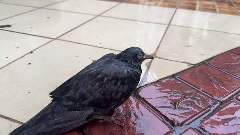 Young Bird Resting on Wet Pavement During Rainy Day Video stock 339264673