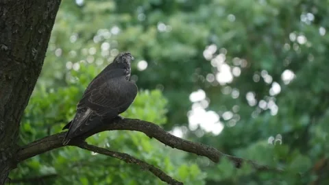 Young Bird Saker Falcon Perching on a Tree in Bulgaria Video stock 203210158