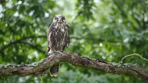 Young Bird Saker Falcon Perching on a Tree in Bulgaria Video stock 203211300