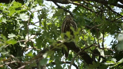 Young Bird Saker Falcon Sleeping on a Tree in Bulgaria Video stock 203199120