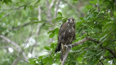 Young Bird Saker Falcon Sleeping on a Tree in Bulgaria Video stock 203202414