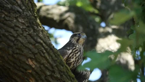 Young Bird Saker Falcon on a Tree in Bulgaria Video stock 203196044