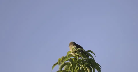 A young bird sits on top of a tree, 4K slomo Stock Footage 240547062