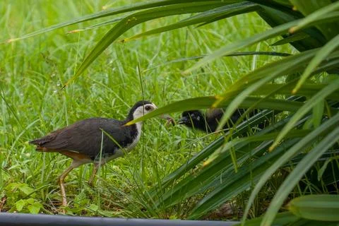 Young bird with white head and dark body walks through grass Stock Photos