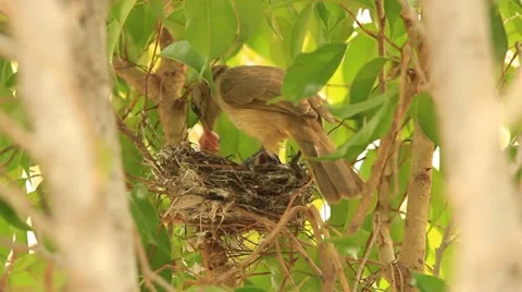 Young birds Vídeo Stock 21979732