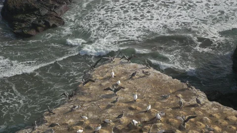 Young birds learn to fly on a cliff over the ocean, in New Zealand Stock Footage 220042215