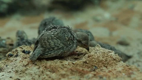 Young birds mountain Partridge partridges in the wild Stock Footage 83588700