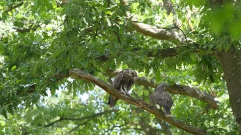 Young Birds Saker Falcon on a Tree in Bulgaria Video stock 223374757