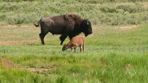 Young bison and parent Stock Footage 158191737