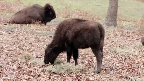 Young bison chewing hay in the winter. 4K Stock-Footage 258291409
