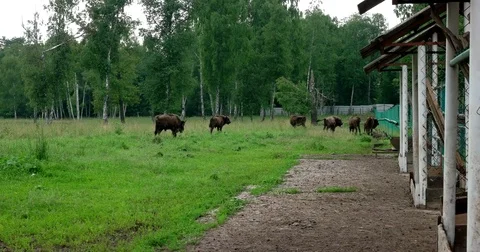 Young bison at the fence Stock Footage 77781311