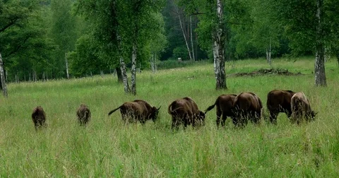 Young bison in the meadow Stock Footage 77781329