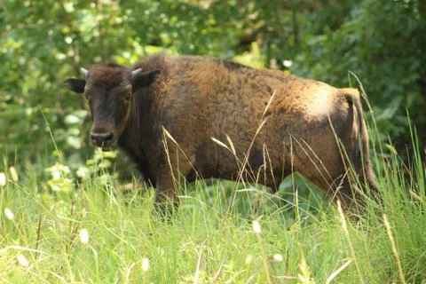 Young bison Foto stock